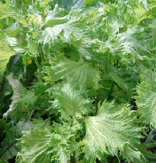 Shiso Leaf